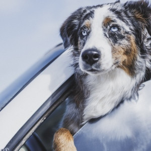 Hendrick-Lopes-Lukas_K_Stiller-