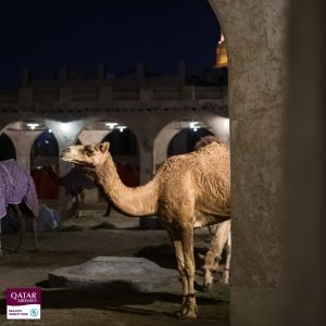 GKA23-Freestyle-Qatar-finals-DAY-2-IMG_0513-romantsovaphoto