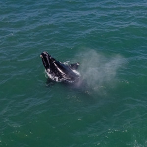 GKA24-Ibiraquera-DAY-2-20132128-DJI_0574-romantsovaphoto